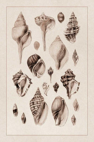 Shells: Sessile Cirripedes #3 (Sepia) White Modern Wood Framed Art Print with Double Matting by Sowerby, G.B.