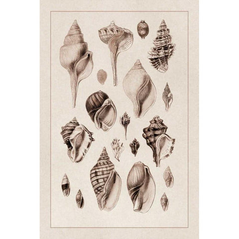 Shells: Sessile Cirripedes #3 (Sepia) Black Modern Wood Framed Art Print by Sowerby, G.B.