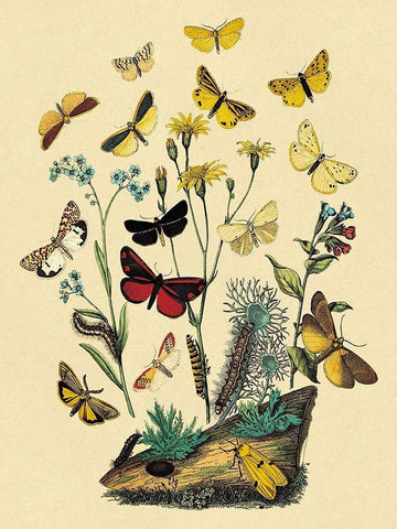 Moths: C. Miniata, S. Aurita, et al. Black Ornate Wood Framed Art Print with Double Matting by Kirby, W. F.