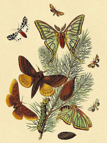 Moths: E. Pudica, E. Pantheria, S. Caecigena, L. Lineosa White Modern Wood Framed Art Print with Double Matting by Kirby, W. F.