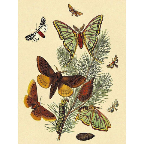 Moths: E. Pudica, E. Pantheria, S. Caecigena, L. Lineosa Black Modern Wood Framed Art Print by Kirby, W. F.