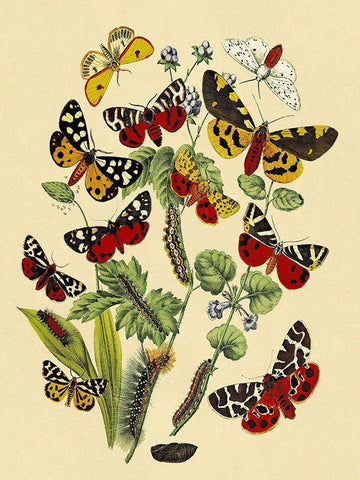 Moths: N. Plantaginis, A. Purpurea, et al. Black Ornate Wood Framed Art Print with Double Matting by Kirby, W. F.