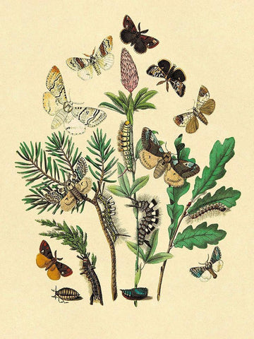 Moths: O. Gonostigma, D. Pudibunda, et al. White Modern Wood Framed Art Print with Double Matting by Kirby, W. F.