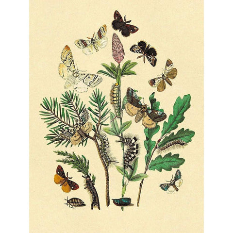 Moths: O. Gonostigma, D. Pudibunda, et al. Black Modern Wood Framed Art Print by Kirby, W. F.