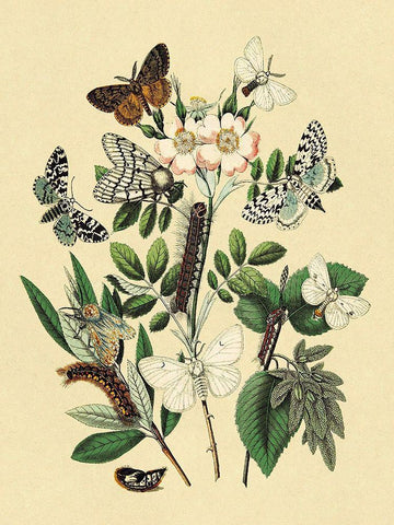 Moths: L. Salicis, O. Dispar, et al. White Modern Wood Framed Art Print with Double Matting by Kirby, W. F.