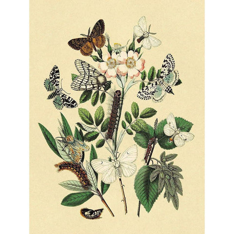 Moths: L. Salicis, O. Dispar, et al. White Modern Wood Framed Art Print by Kirby, W. F.