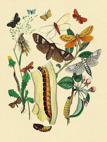 Moths: C. Ligniperda, Z. Aesculi, et al. Black Ornate Wood Framed Art Print with Double Matting by Kirby, W. F.