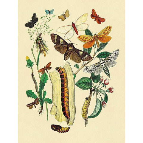 Moths: C. Ligniperda, Z. Aesculi, et al. Gold Ornate Wood Framed Art Print with Double Matting by Kirby, W. F.
