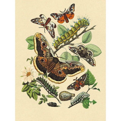 Moths: E. Versicolora, S. Pyri, S. Carpini Gold Ornate Wood Framed Art Print with Double Matting by Kirby, W. F.