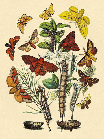 Moths: G. Quercifolia, L. Potatoria, et al. Black Ornate Wood Framed Art Print with Double Matting by Kirby, W. F.