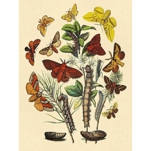 Moths: G. Quercifolia, L. Potatoria, et al. Black Modern Wood Framed Art Print by Kirby, W. F.