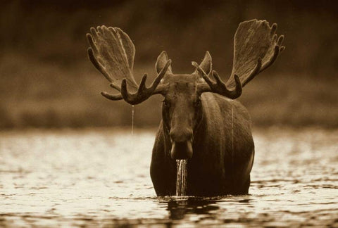 Moose male raising its head while feeding on the bottom of a lake, North America Black Ornate Wood Framed Art Print with Double Matting by Fitzharris, Tim