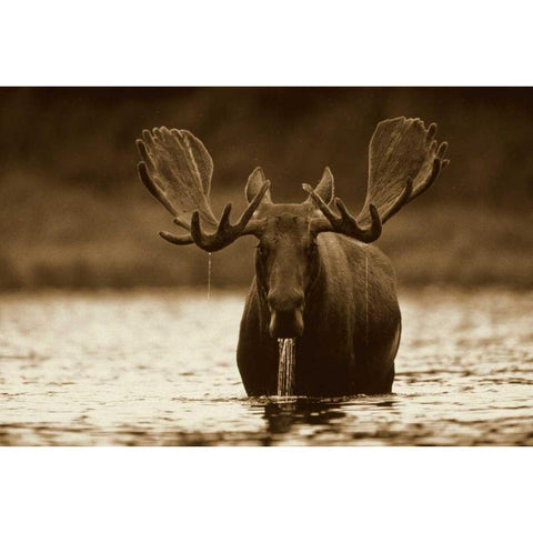 Moose male raising its head while feeding on the bottom of a lake, North America Black Modern Wood Framed Art Print by Fitzharris, Tim