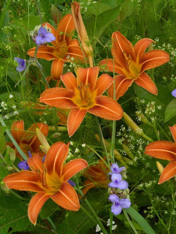 Orange Daylily with Virginia Spiderwort North America White Modern Wood Framed Art Print with Double Matting by Fitzharris, Tim