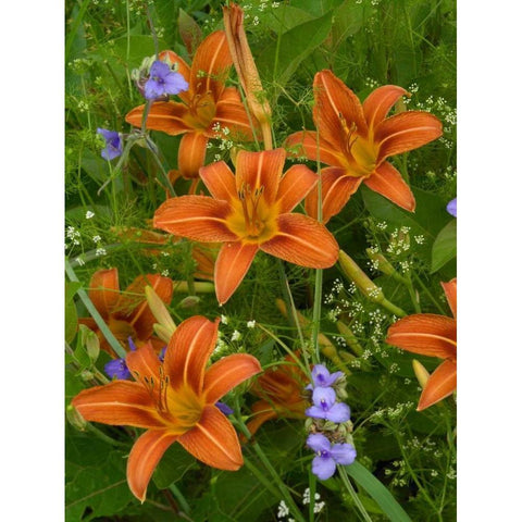 Orange Daylily with Virginia Spiderwort North America Gold Ornate Wood Framed Art Print with Double Matting by Fitzharris, Tim