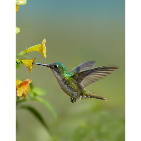 Andean Emerald hummingbird feeding on a yellow flower, Ecuador Black Modern Wood Framed Art Print by Fitzharris, Tim