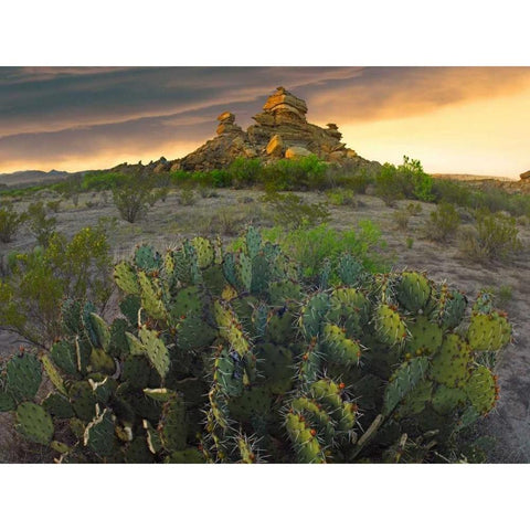 Opuntia and hoodoos, Big Bend National Park, Chihuahuan Desert, Texas White Modern Wood Framed Art Print by Fitzharris, Tim