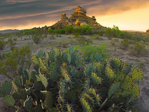 Opuntia and hoodoos, Big Bend National Park, Chihuahuan Desert, Texas White Modern Wood Framed Art Print with Double Matting by Fitzharris, Tim