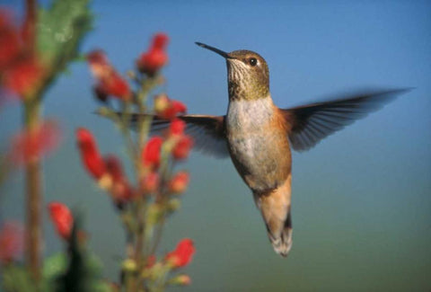 Rufous Hummingbird feeding on the nectar of a Desert Figwort New Mexico Black Ornate Wood Framed Art Print with Double Matting by Fitzharris, Tim