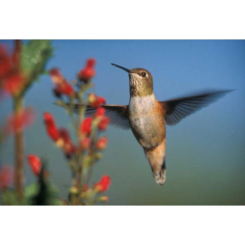 Rufous Hummingbird feeding on the nectar of a Desert Figwort New Mexico Black Modern Wood Framed Art Print by Fitzharris, Tim