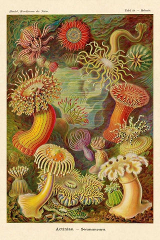 Haeckel Nature Illustrations: Actiniae White Modern Wood Framed Art Print with Double Matting by Haeckel, Ernst