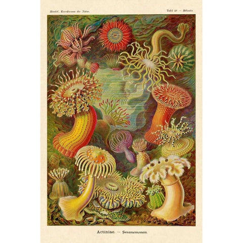 Haeckel Nature Illustrations: Actiniae Gold Ornate Wood Framed Art Print with Double Matting by Haeckel, Ernst