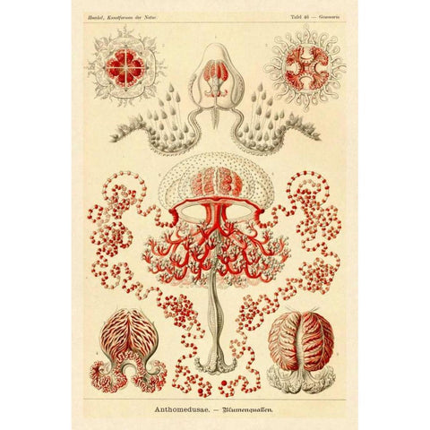 Haeckel Nature Illustrations: Anthomedusae Black Modern Wood Framed Art Print with Double Matting by Haeckel, Ernst