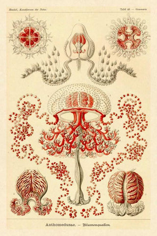 Haeckel Nature Illustrations: Anthomedusae White Modern Wood Framed Art Print with Double Matting by Haeckel, Ernst