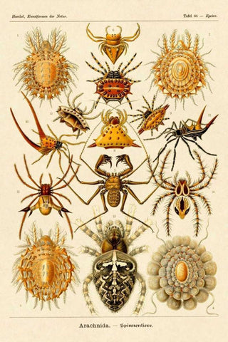 Haeckel Nature Illustrations: Spiders Black Ornate Wood Framed Art Print with Double Matting by Haeckel, Ernst