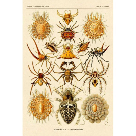 Haeckel Nature Illustrations: Spiders White Modern Wood Framed Art Print by Haeckel, Ernst