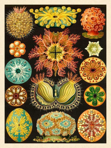 Haeckel Nature Illustrations: Ascidiae Black Ornate Wood Framed Art Print with Double Matting by Haeckel, Ernst