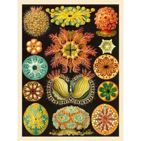 Haeckel Nature Illustrations: Ascidiae Black Modern Wood Framed Art Print by Haeckel, Ernst