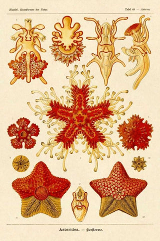 Haeckel Nature Illustrations: Starfish White Modern Wood Framed Art Print with Double Matting by Haeckel, Ernst