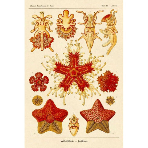 Haeckel Nature Illustrations: Starfish Black Modern Wood Framed Art Print by Haeckel, Ernst