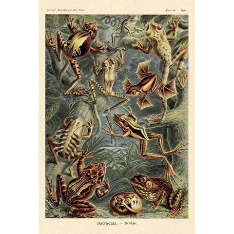 Haeckel Nature Illustrations: Frogs Gold Ornate Wood Framed Art Print with Double Matting by Haeckel, Ernst
