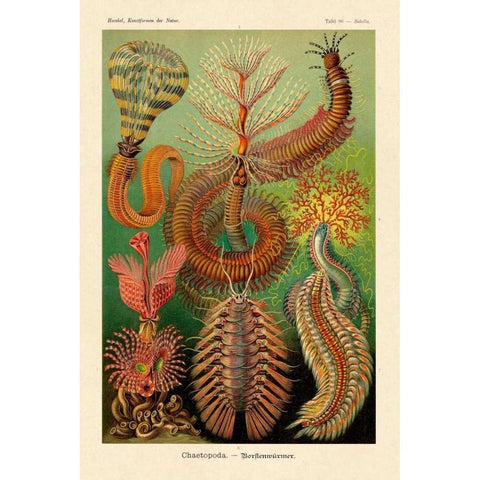 Haeckel Nature Illustrations: Worms White Modern Wood Framed Art Print by Haeckel, Ernst