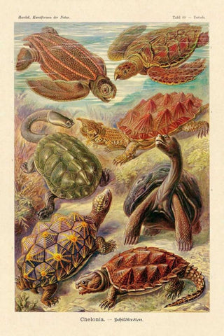 Haeckel Nature Illustrations: Turtles Black Ornate Wood Framed Art Print with Double Matting by Haeckel, Ernst