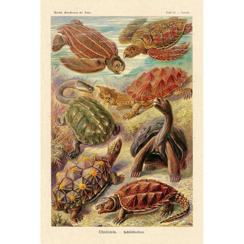 Haeckel Nature Illustrations: Turtles Black Modern Wood Framed Art Print by Haeckel, Ernst