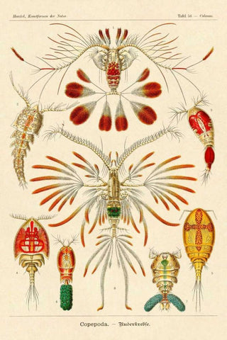 Haeckel Nature Illustrations: Crustaceans White Modern Wood Framed Art Print with Double Matting by Haeckel, Ernst