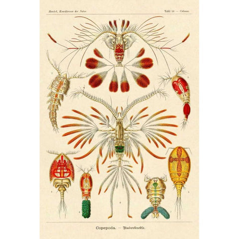 Haeckel Nature Illustrations: Crustaceans Black Modern Wood Framed Art Print by Haeckel, Ernst