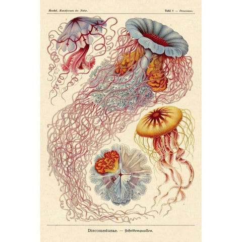 Haeckel Nature Illustrations: Jelly Fish Gold Ornate Wood Framed Art Print with Double Matting by Haeckel, Ernst