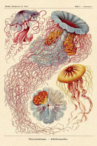Haeckel Nature Illustrations: Jelly Fish Black Ornate Wood Framed Art Print with Double Matting by Haeckel, Ernst