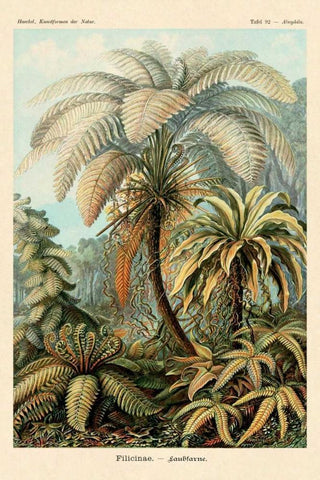 Haeckel Nature Illustrations: Ferns White Modern Wood Framed Art Print with Double Matting by Haeckel, Ernst