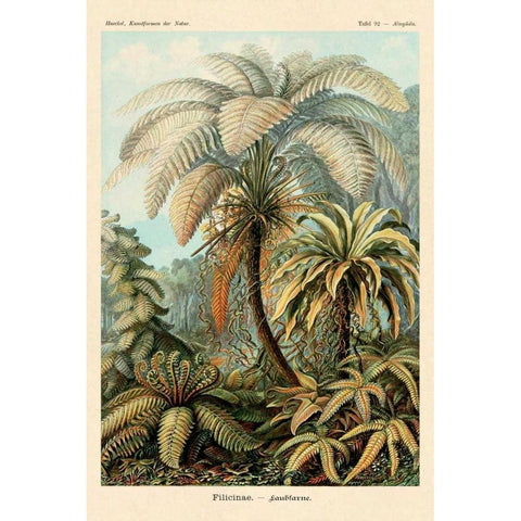 Haeckel Nature Illustrations: Ferns Black Modern Wood Framed Art Print by Haeckel, Ernst