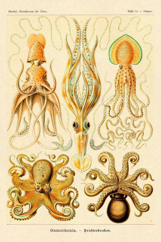 Haeckel Nature Illustrations: Cephlopods White Modern Wood Framed Art Print with Double Matting by Haeckel, Ernst