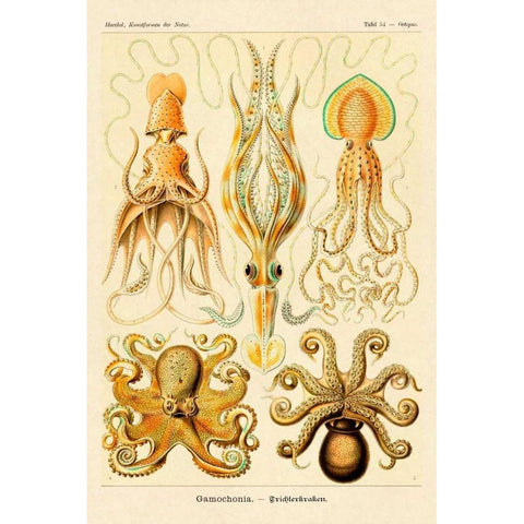 Haeckel Nature Illustrations: Cephlopods Gold Ornate Wood Framed Art Print with Double Matting by Haeckel, Ernst