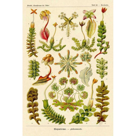 Haeckel Nature Illustrations: Corals White Modern Wood Framed Art Print by Haeckel, Ernst