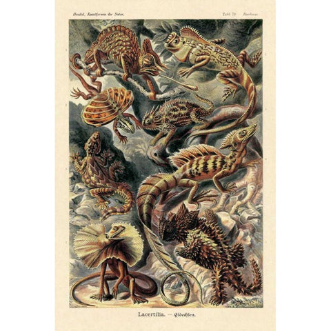 Haeckel Nature Illustrations: Lizards Gold Ornate Wood Framed Art Print with Double Matting by Haeckel, Ernst