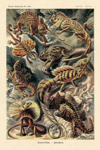 Haeckel Nature Illustrations: Lizards White Modern Wood Framed Art Print with Double Matting by Haeckel, Ernst