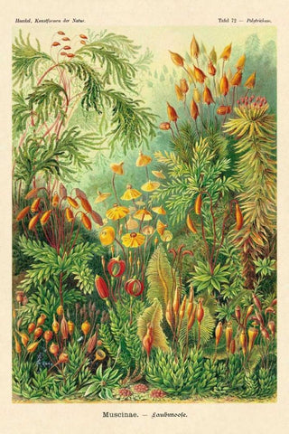 Haeckel Nature Illustrations: Muscinae White Modern Wood Framed Art Print with Double Matting by Haeckel, Ernst